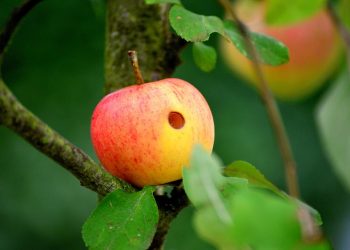 Red apple with a hole hanging on a tree branch.