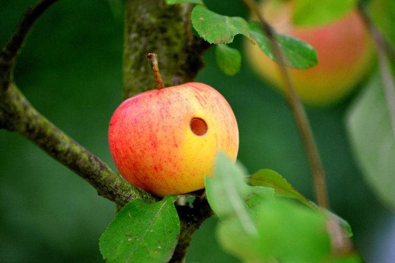 Red apple with a hole hanging on a tree branch.