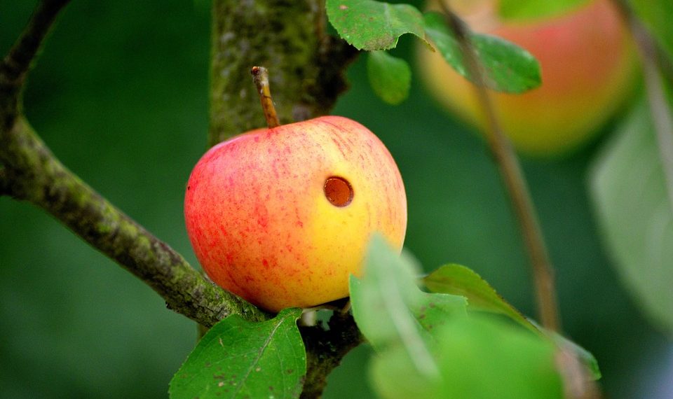 Red apple with a hole hanging on a tree branch.