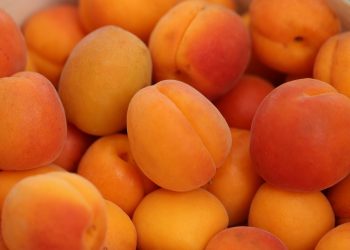 Fresh ripe apricots in a heap display vibrant orange hues.