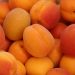 Fresh ripe apricots in a heap display vibrant orange hues.