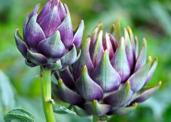 Purple artichokes growing in a vibrant green garden.