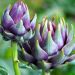 Purple artichokes growing in a vibrant green garden.