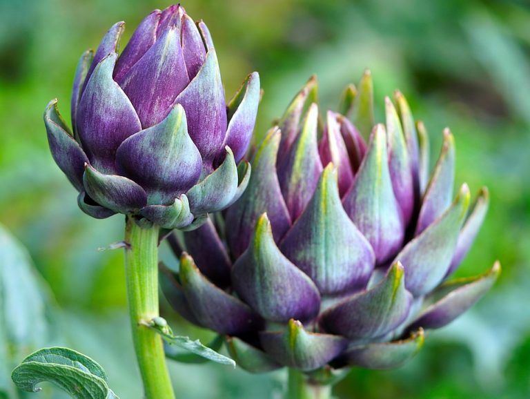 Purple artichokes growing in a vibrant green garden.