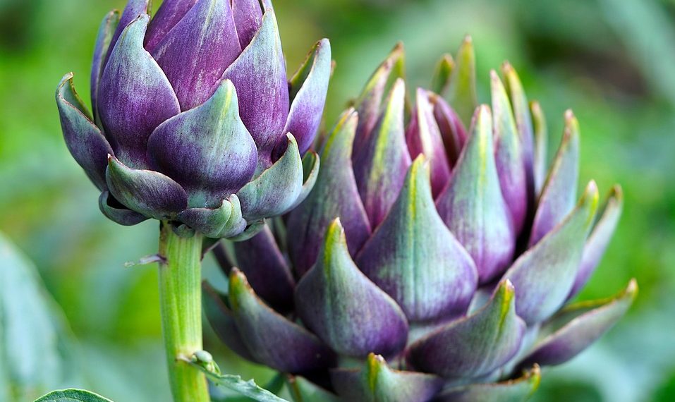 Purple artichokes growing in a vibrant green garden.