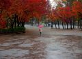 Person walking under pink umbrella in rainy park with colorful autumn trees.