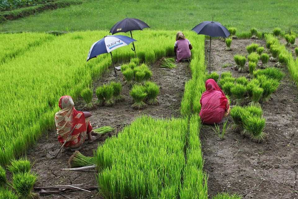 Women plant rice in a field, protected by umbrellas.