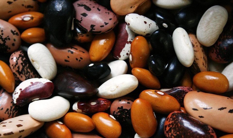 Various colorful beans, showcasing diverse varieties.