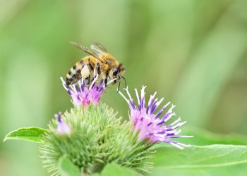 Bee collecting nectar from a purple flower.