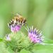 Bee collecting nectar from a purple flower.