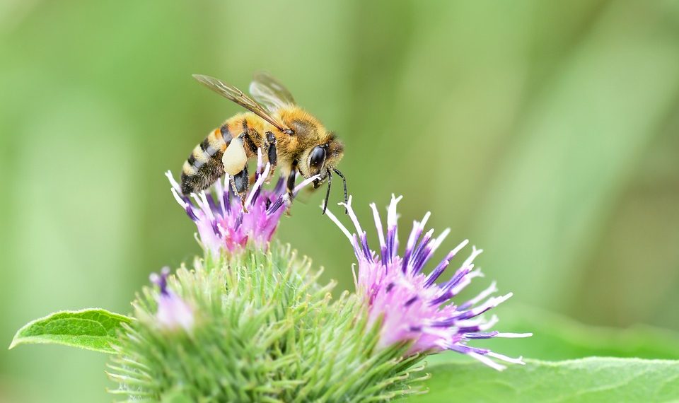 Bee collecting nectar from a purple flower.
