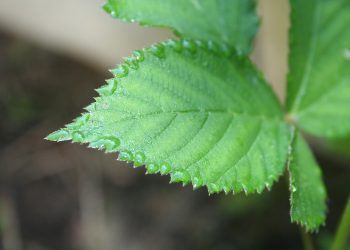 Close-up of a dew-covered green leaf with serrated edges.