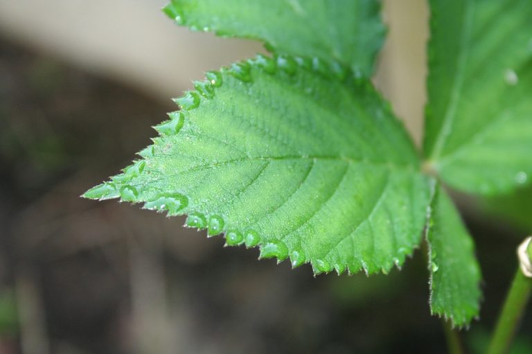 Close-up of a dew-covered green leaf with serrated edges.