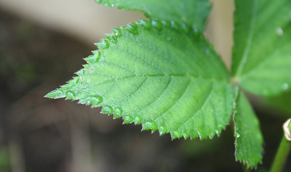 Close-up of a dew-covered green leaf with serrated edges.