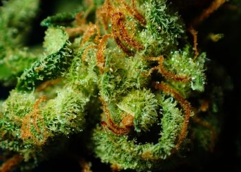 Close-up of vibrant cannabis bud showing trichomes and orange hairs.