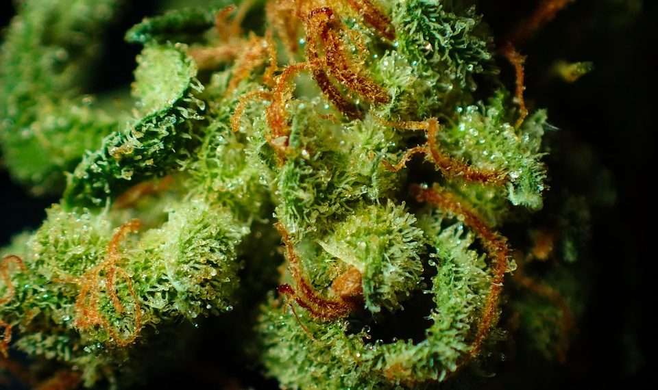 Close-up of vibrant cannabis bud showing trichomes and orange hairs.