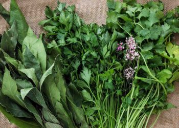 Fresh herbs including bay leaves, parsley, coriander, and cilantro arranged on burlap.