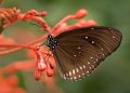Brown butterfly perched on red flower blossom.