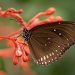 Brown butterfly perched on red flower blossom.