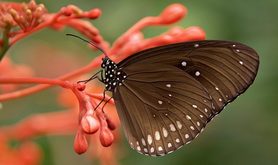 Brown butterfly perched on red flower blossom.
