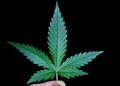 A hand holds a bright green cannabis leaf against a black background.