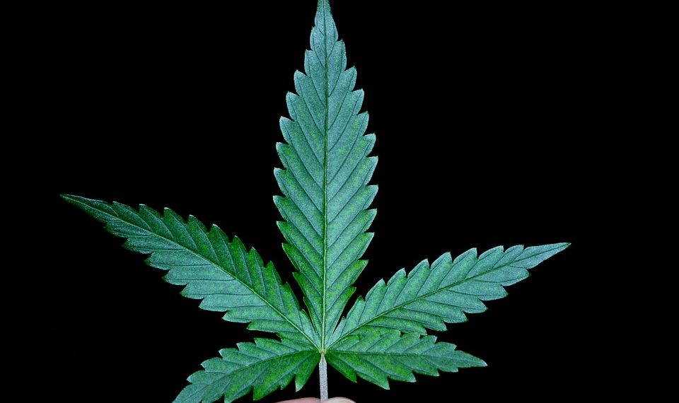 A hand holds a bright green cannabis leaf against a black background.