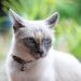 Siamese cat with blue eyes outdoors in a garden.