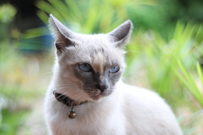 Siamese cat with blue eyes outdoors in a garden.