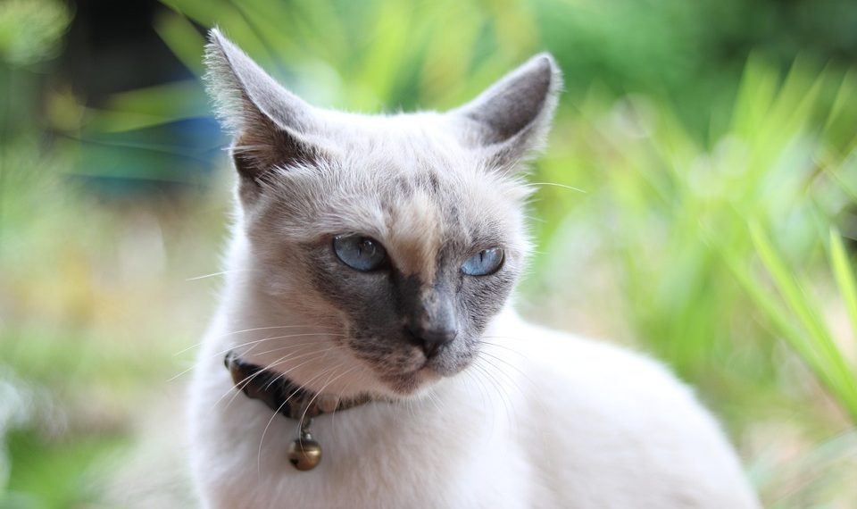 Siamese cat with blue eyes outdoors in a garden.