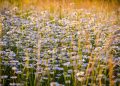 Daisies blooming in a sunlit meadow in summer.