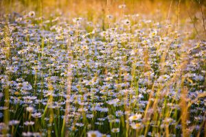 Daisies blooming in a sunlit meadow in summer.
