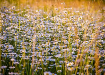 Daisies blooming in a sunlit meadow in summer.