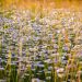Daisies blooming in a sunlit meadow in summer.