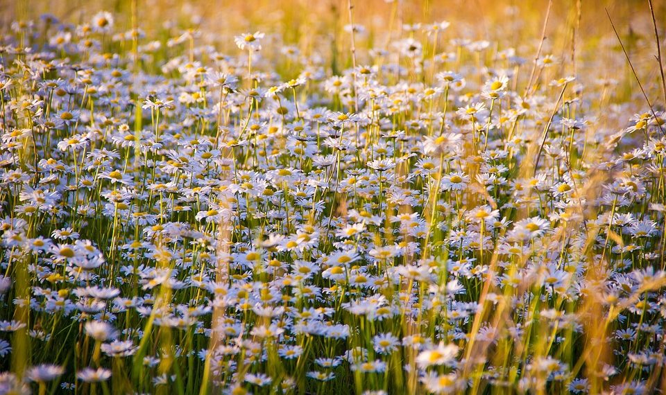 Daisies blooming in a sunlit meadow in summer.