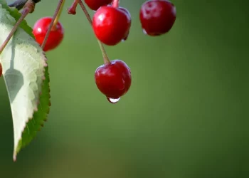 Ripe cherries with water droplet against green background.