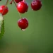 Ripe cherries with water droplet against green background.