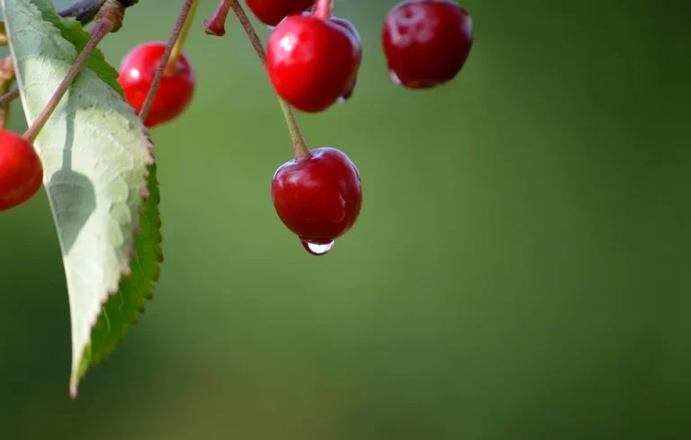 Ripe cherries with water droplet against green background.