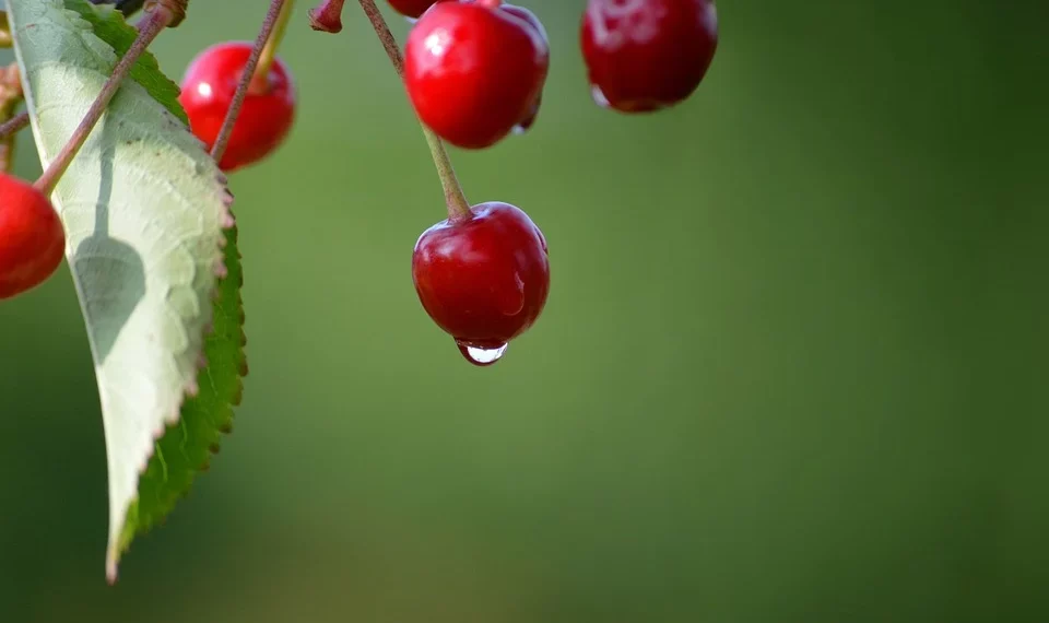 Ripe cherries with water droplet against green background.