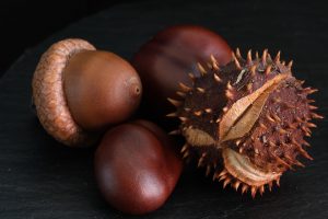 Acorns and spiky chestnuts on a dark surface.