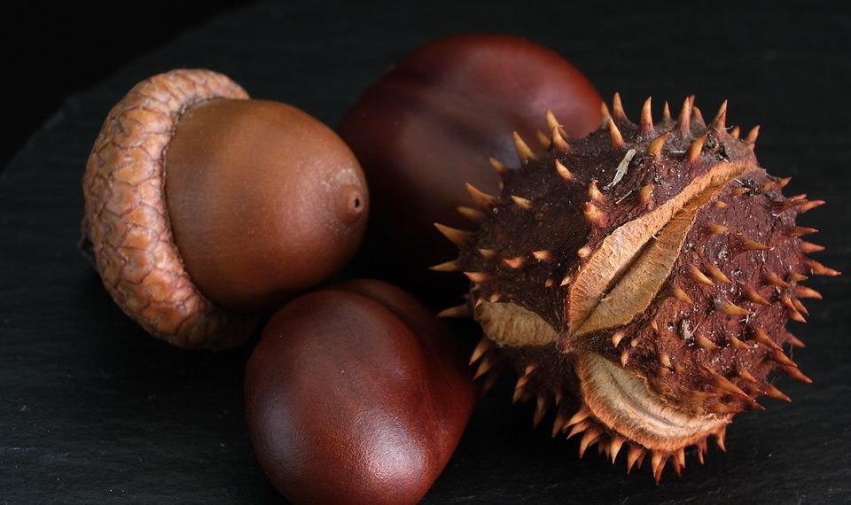 Acorns and spiky chestnuts on a dark surface.