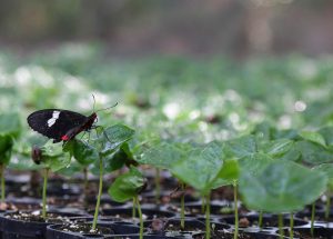 Butterfly perched on young plant leaves in greenhouse.