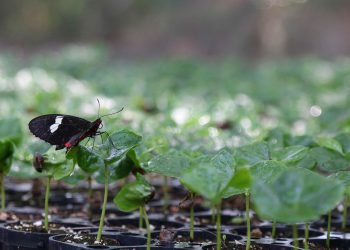 Butterfly perched on young plant leaves in greenhouse.
