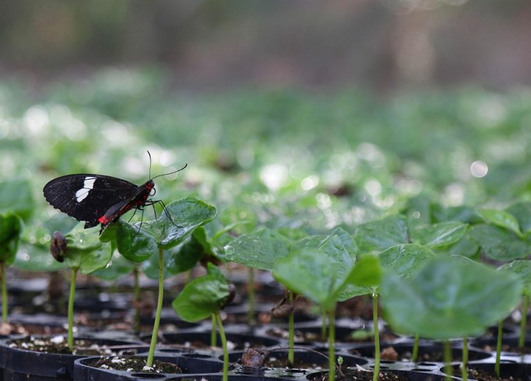 Butterfly perched on young plant leaves in greenhouse.