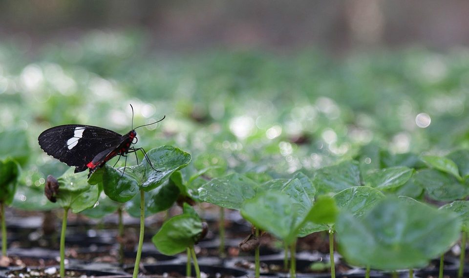 Butterfly perched on young plant leaves in greenhouse.