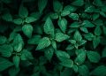 Dense green nettle leaves in natural light.
