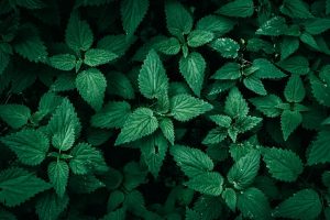 Dense green nettle leaves in natural light.