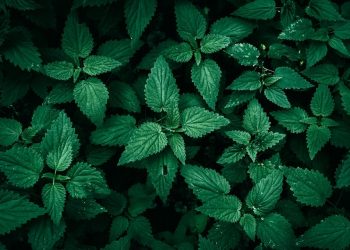 Dense green nettle leaves in natural light.