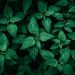 Dense green nettle leaves in natural light.