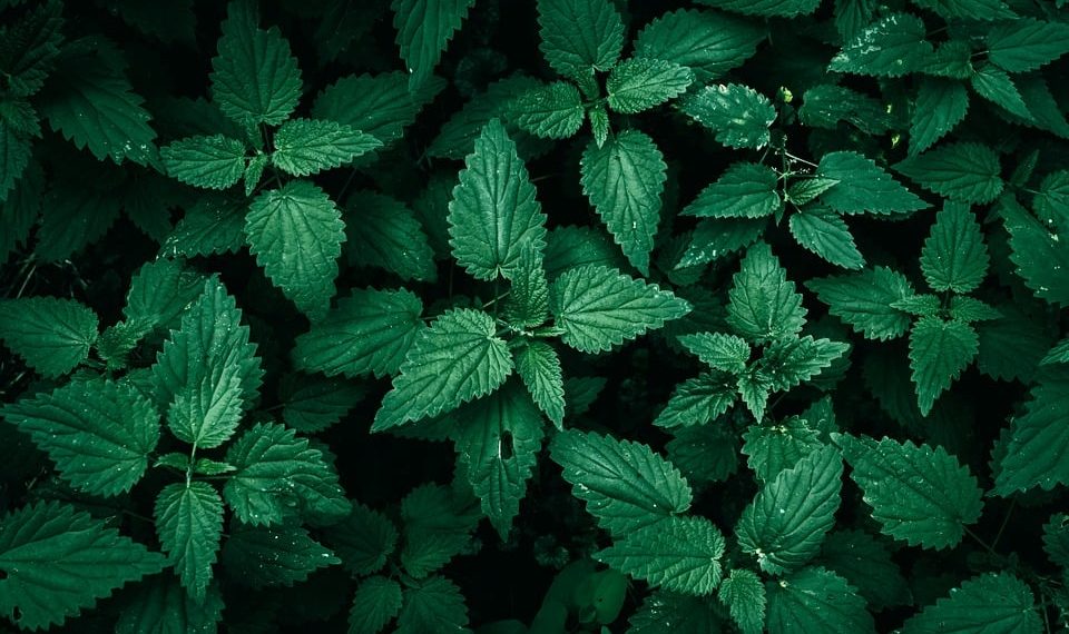 Dense green nettle leaves in natural light.