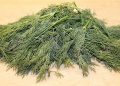 Fresh cut dill herbs on a kitchen counter